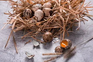 号称动物中人参的鹌鹑蛋图片第张