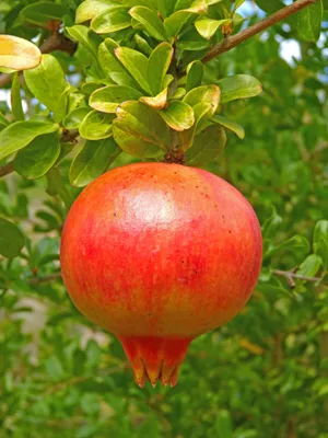 树上还未采摘的石榴图片第张