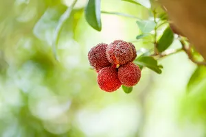 红色甘甜的慈溪杨梅图片第张