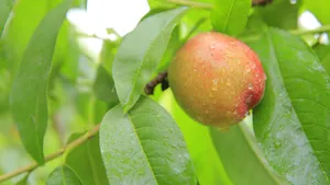 新鲜好吃的桃子图片第张