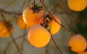 香甜的柿子图片第张