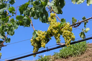 葡萄藤上新鲜的绿葡萄图片第张