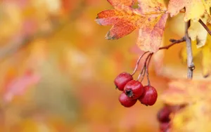 挂满枝头的山楂图片第张