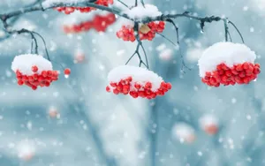 冬日的红色浆果图片第张