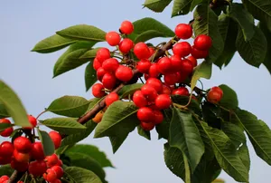 烟台大樱桃图片第张