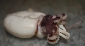 新鲜的乌贼海鲜图片第张