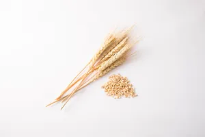 麦子和麦穗图片第张