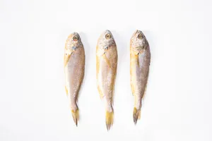 营养小黄鱼图片第张