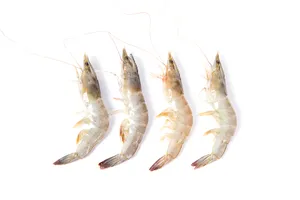 美味新鲜的基围虾图片第张