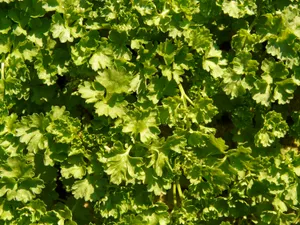 翠绿的香菜图片第张