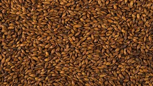 消渴除热的大麦茶图片第张