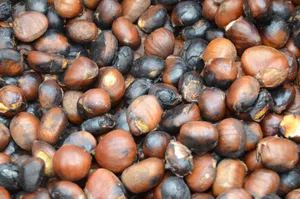 美味可口的板栗图片第张