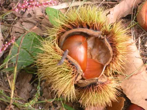 刚采摘的板栗图片第张