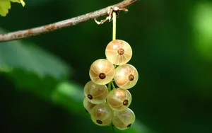 未成熟的醋栗图片第张