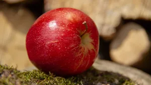 甜美的苹果图片第张