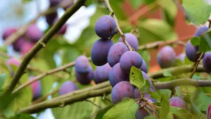 美味的西梅图片第张