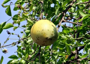 挂在树上新鲜的木瓜图片第张