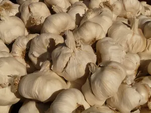 好吃的大蒜图片第张