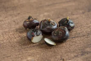 营养健康的马蹄图片第张