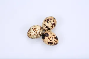 营养丰富的鹌鹑蛋图片第张