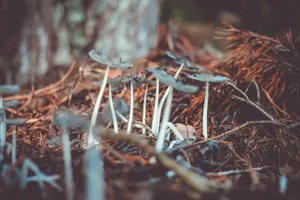 生长在地上的蘑菇图片第张