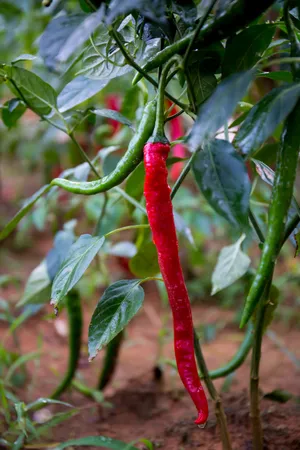 雨后辣椒图片第张