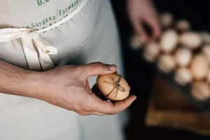 新鲜的鸡蛋特写图片第张