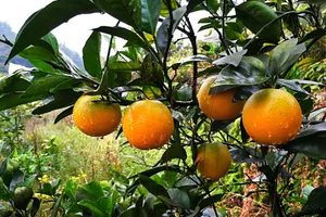 挂在枝头的赣南脐橙图片第张