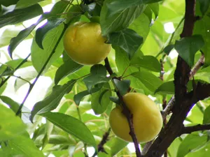 挂在枝头的酸涩青杏图片第张