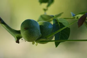 挂在枝头的绿色核桃图片第张