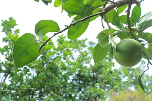 绿色未成熟的柚子图片第张