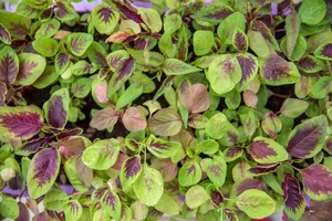 新鲜的有机蔬菜图片第张