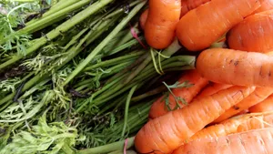 新鲜橙色胡萝卜图片第张