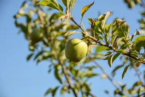 挂在枝头的青苹果图片第张