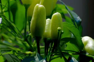 五彩椒图片第张