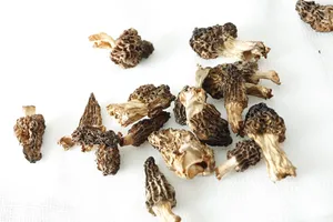 怪异珍贵的羊肚菌图片第张