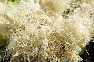 厨房里鲜嫩绿叶大葱图片第张