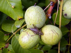 青色未成熟的核桃图片第张