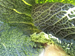 绿色营养的甘蓝图片第张