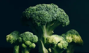 健康营养西兰花图片第张