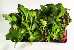 绿色鲜嫩的菠菜图片第张