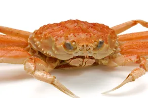 好吃的螃蟹图片第张