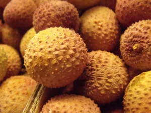 新鲜的荔枝图片第张