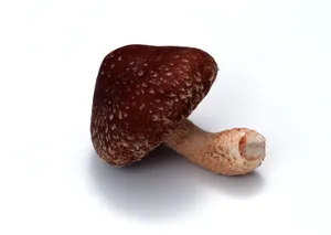 蘑菇香菇菌类蔬菜图片第张