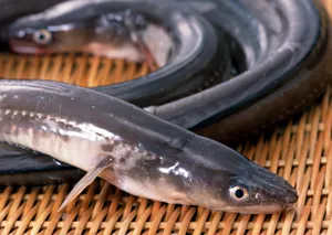 鳗鱼乌贼章鱼图片第张