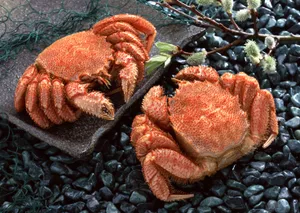 鲜味十足的毛蟹图片第张