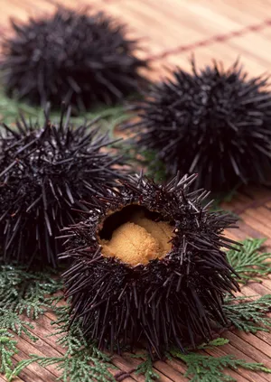 新鲜的海胆图片第张