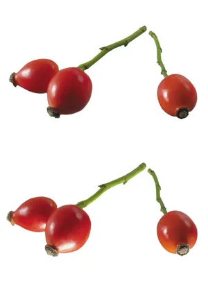 VC之王玫瑰果图片第张