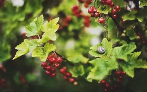 小巧玲珑的玫瑰果图片第张