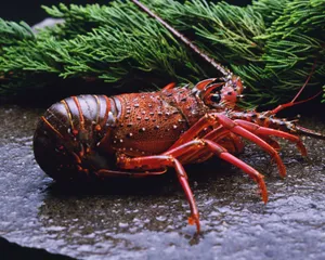 鲜美的龙虾图片第张